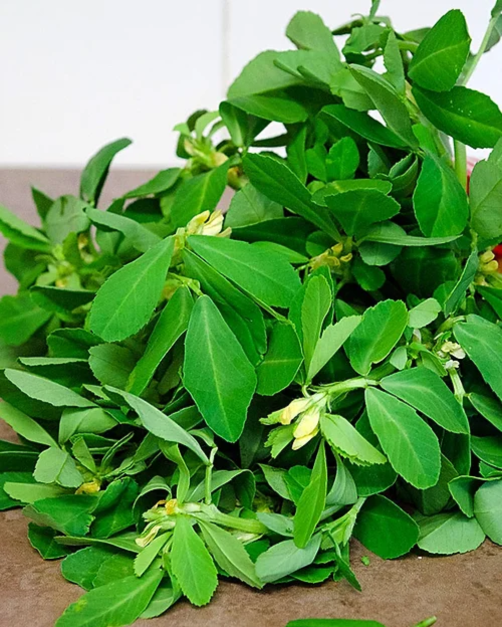 Fenugreek (Methi)